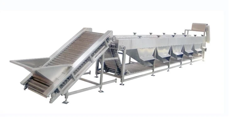 Citrus Grading Machine